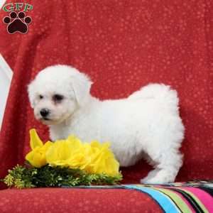 Salmon, Bichon Frise Puppy